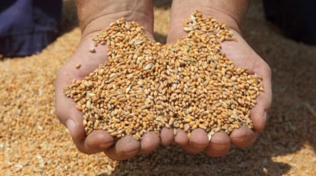 India Might Put a Stop to Wheat Imports as Global Prices Rise
