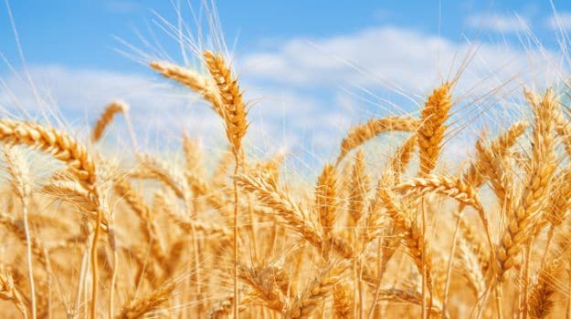 India Decides to Introduce Import Duty on Wheat to Curb Overseas Purchases