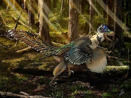 Largest Bird-Like Dinosaur Unearthed in China Largest Bird-Like Dinosaur Unearthed in China