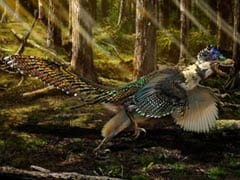 New Dinosaur Called 'Fluffy Feathered Poodle From Hell'