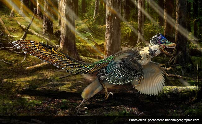 New Dinosaur Called 'Fluffy Feathered Poodle From Hell'