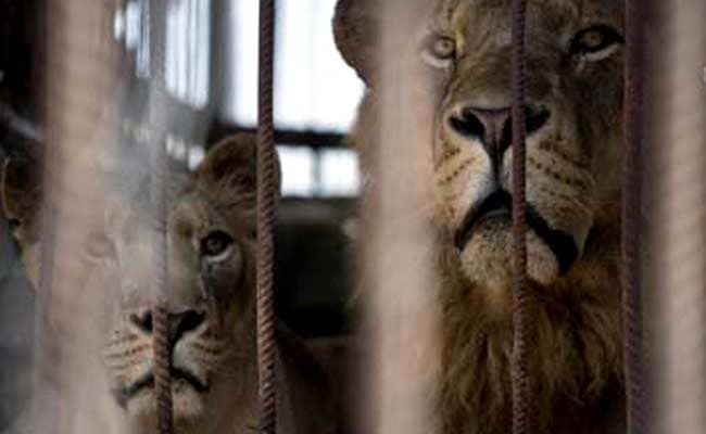 Zoo Animals in Athens at Risk as Crisis Hits Feed Imports