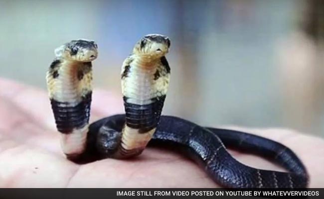 Rare Two-Headed Cobra Finds Home in Chinese Zoo