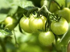 A Novel Way to Improve the Taste of Tomatoes A Novel Way to Improve the Taste of Tomatoes