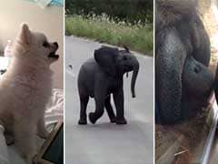 This Puppy, Baby Elephant and Orangutan Will Make Your Monday Better