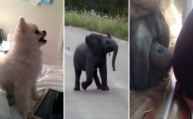 This Puppy, Baby Elephant and Orangutan Will Make Your Monday Better