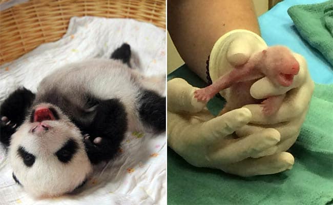 The World Just Got Two New Panda Cubs And They're Adorable