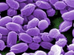 Good Bacteria May Help Prevent Pneumonia, Says New Study