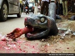After Crocodile, Bengaluru Finds an Anaconda on its Streets After Crocodile, Bengaluru Finds an Anaconda on its Streets