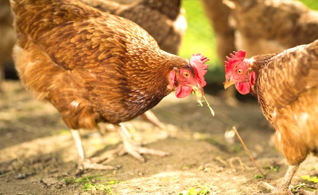 Why We Are Smarter Than Chickens