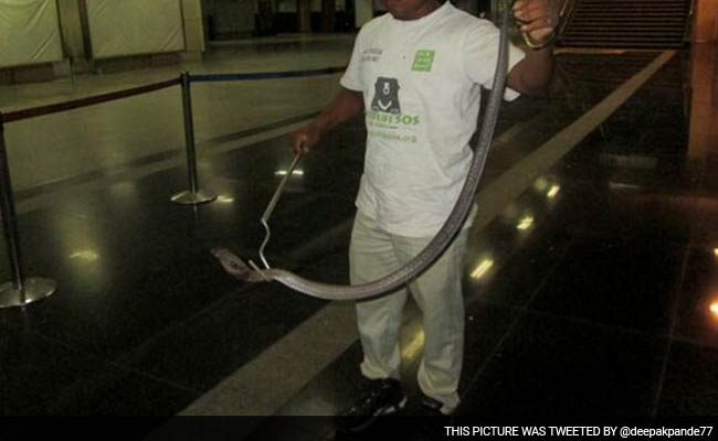5 Feet Long Cobra Found in Delhi's Yamuna Bank Metro Station