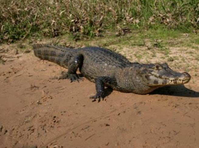 ऑस्ट्रेलिया में एक फ्रीजर में 70 मगरमच्छों के कटे सिर मिले!