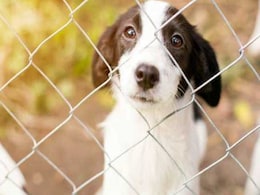 South Delhi Residents Soon to Get Pet Dog Licences Online South Delhi Residents Soon to Get Pet Dog Licences Online