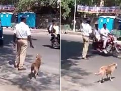 Dog Waits to Cross Road, Traffic Cop Helps Him Out
