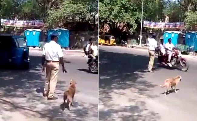 Dog Waits to Cross Road, Traffic Cop Helps Him Out