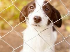 Animal Rights Organisation Against Proposal to Export Dog Meat