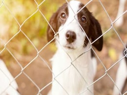 Animal Rights Organisation Against Proposal to Export Dog Meat Animal Rights Organisation Against Proposal to Export Dog Meat