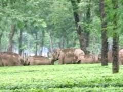 Elephant Herd Barges Into Tea Garden in West Bengal's Jalpaiguri