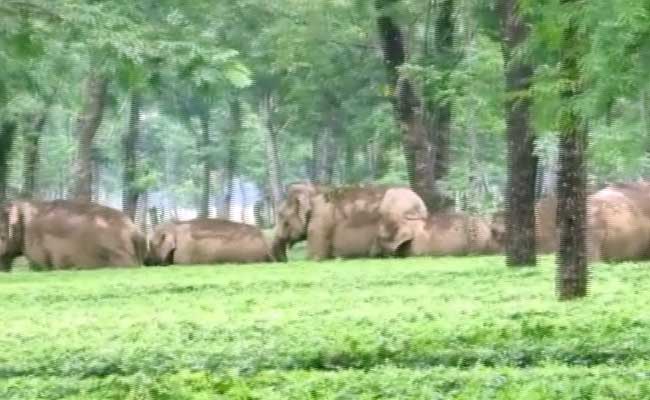 Elephant Herd Barges Into Tea Garden In West Bengals Jalpaiguri - 