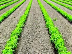 Irrigation, Fertiliser Stocks Gain as Budget Focuses to Boost Agri Output