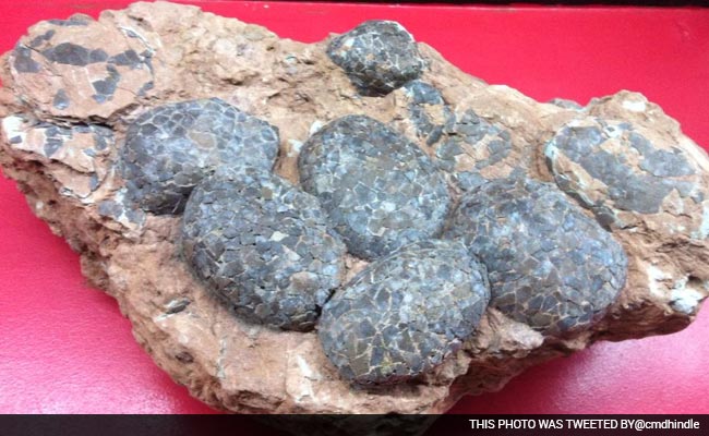 231 Dinosaur Eggs Seized From Home in China