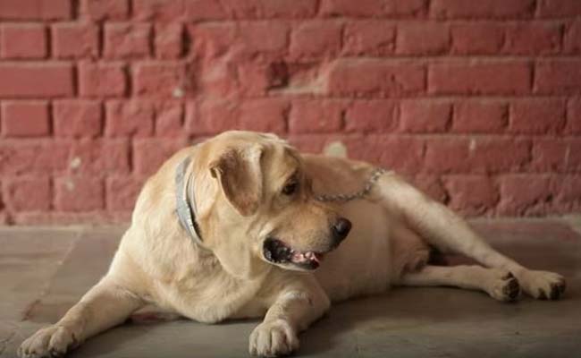 With #makeafriend Video, Frendicoes Continues Campaign For Funds