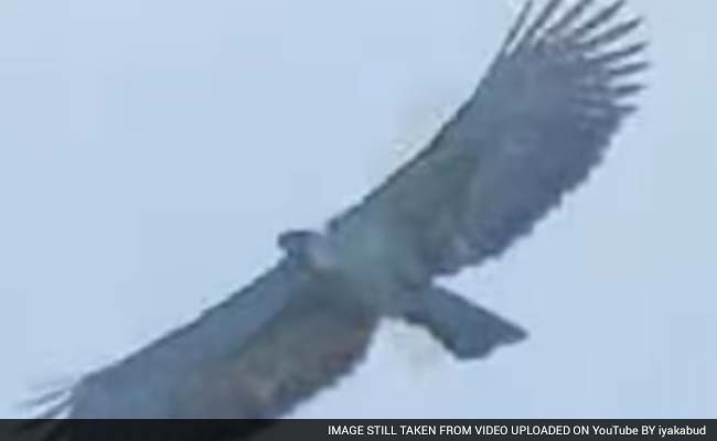 Endangered Monkey-Eating Eagle Hatched In Philippines
