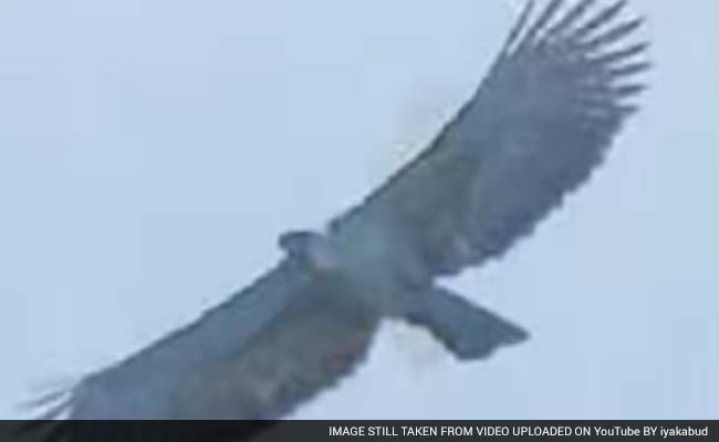 Endangered Monkey-Eating Eagle Hatched In Philippines Endangered Monkey-Eating Eagle Hatched In Philippines