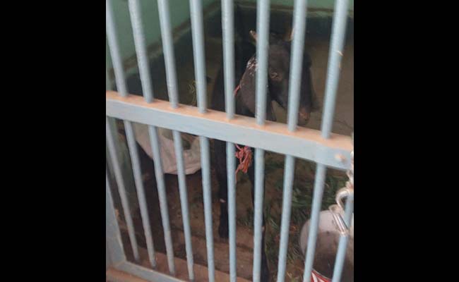 After Parrot, Goat Finds Itself in a Police Lock-Up in Maharashtra