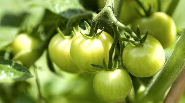 Green Tomato Health Benefits: Use Green Tomatoes To Strengthen Immunity, These Are Other Benefits Of Green Tomatoes