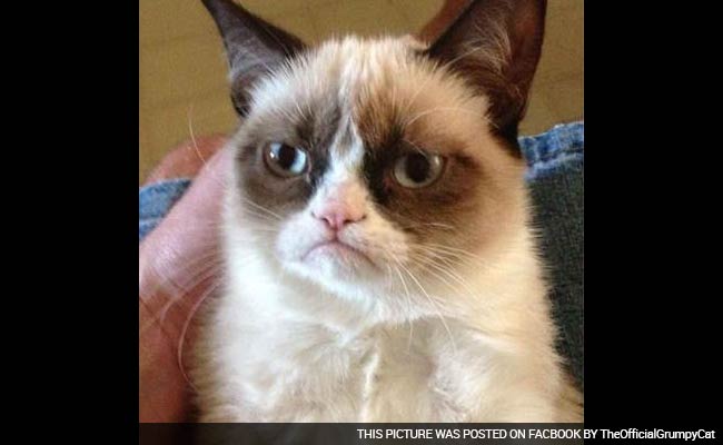 Internet Sensation Grumpy Cat to Get Wax Figure at Madame Tussauds