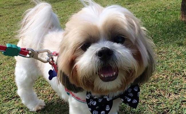 International Dog Day: Star Pooches That Rule Instagram