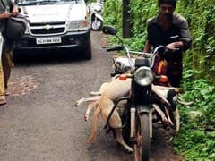This Is What Kerala Officials Say About Mass Dog Killings