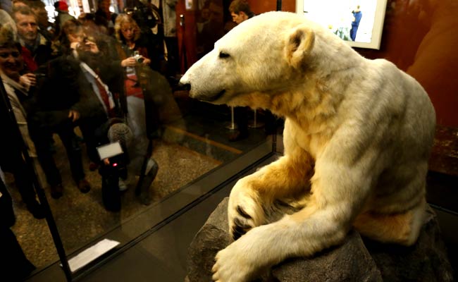 Scientists Solve Mystery of Polar Bear Knut's Death
