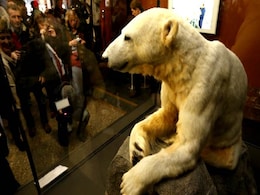 Scientists Solve Mystery of Polar Bear Knut's Death Scientists Solve Mystery of Polar Bear Knut's Death