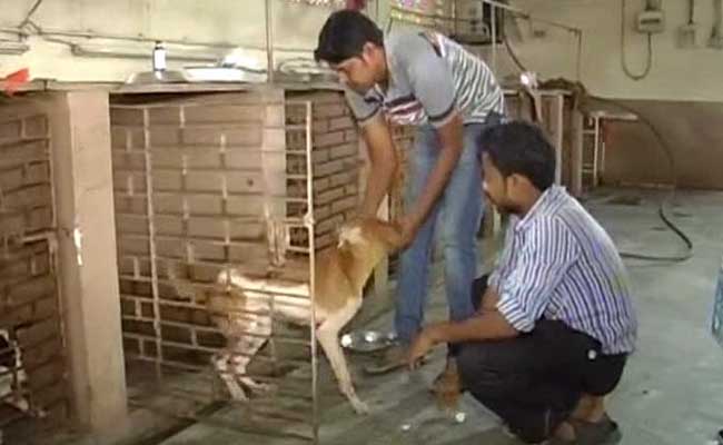 Kolkata Civic Body Faces Heat After Reports That Dogs Drowned in its Pound