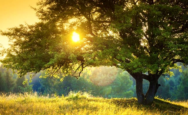 My Love Letter to a Tree