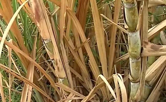 How Maharashtra Politics Fosters A Sugarcane Crop Even During A Drought