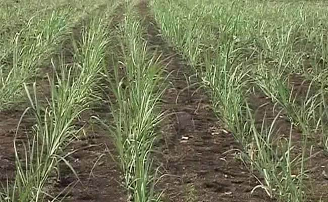 How Maharashtra Politics Fosters A Sugarcane Crop Even During A Drought