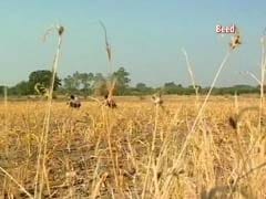 Unseasonal Rains Damaged Rabi Crops Worth Rs 20,000 Crore: Report