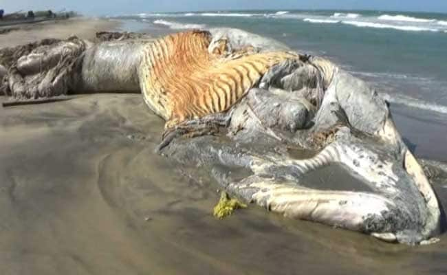 33-Feet-Long Whale Carcass Washed Ashore in Tamil Nadu