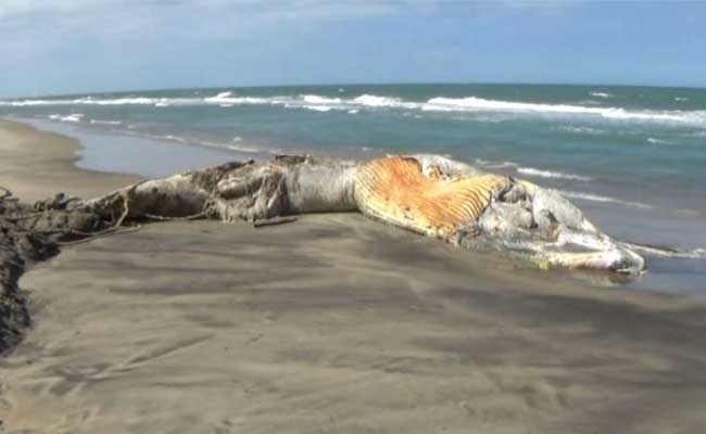 33-Feet-Long Whale Carcass Washed Ashore in Tamil Nadu