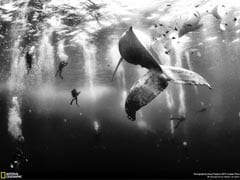 The Winners of NatGeo's Photo Contest Will Take Your Breath Away