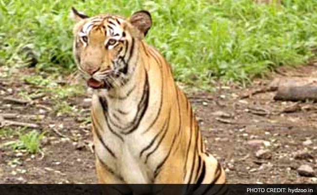 Panic in Hyderabad Zoo as Tiger Escapes its Enclosure
