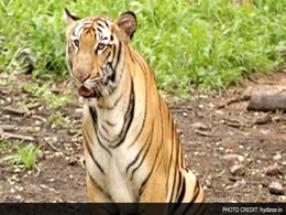 क्या हेलमेट से बाघों से बचा जा सकता है? मध्य प्रदेश का वन विभाग ऐसा मानता है... क्या हेलमेट से बाघों से बचा जा सकता है? मध्य प्रदेश का वन विभाग ऐसा मानता है...