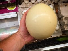 Fried or Scrambled? London Restaurant Serves up Ostrich Eggs Fried or Scrambled? London Restaurant Serves up Ostrich Eggs