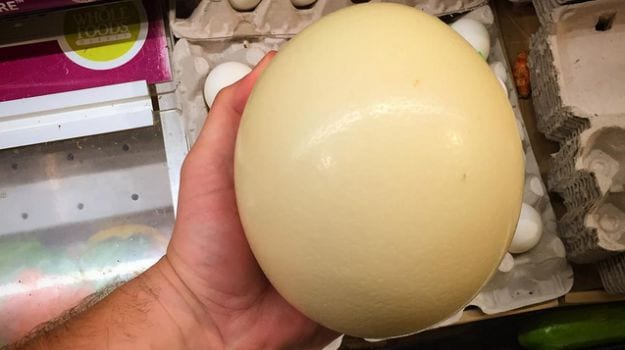 ostrich egg boiled