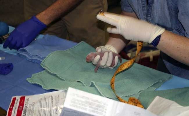 National Zoo Staff Keeping Cautious Eye on Panda Twin Cubs in US