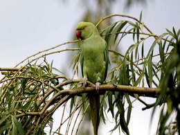 Say what? Maharashtra Parrot Summoned by Cops for Obscenities Say what? Maharashtra Parrot Summoned by Cops for Obscenities