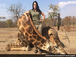 Now, US Huntress Poses With Dead Giraffe, Creates Social Media Furore Now, US Huntress Poses With Dead Giraffe, Creates Social Media Furore